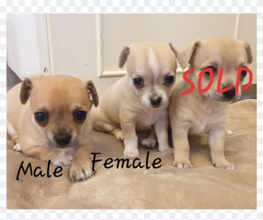 Chihuahua Puppies For Sale - Chihuahua Clipart #2884629
