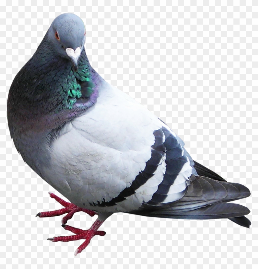 Güvercin Sulu Clipart