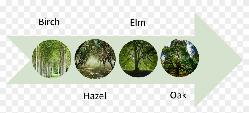 The First People Trees Diagram - Oak Clipart #2885620