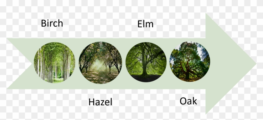The First People Trees Diagram - Oak Clipart