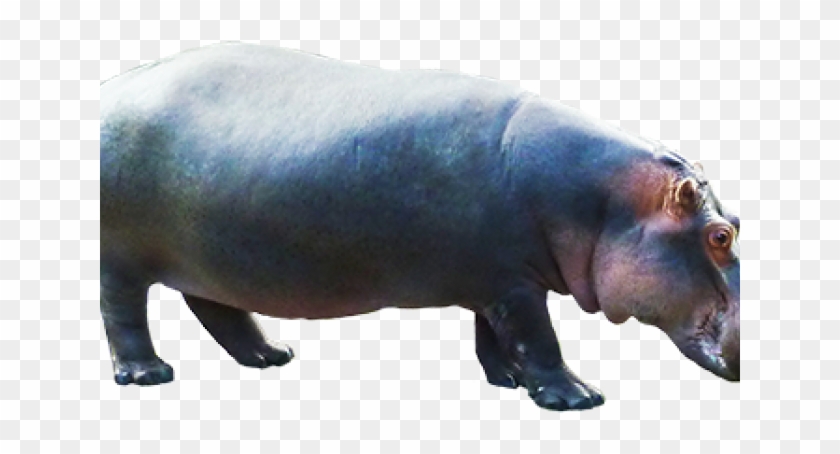 Portable Network Graphics Clipart