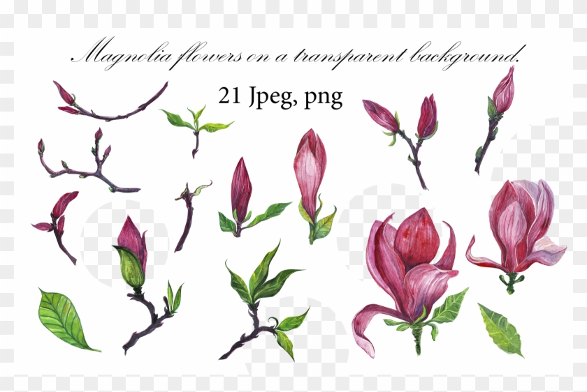 Id 40488 In Illustrations 1 - Tulip Clipart #2885842