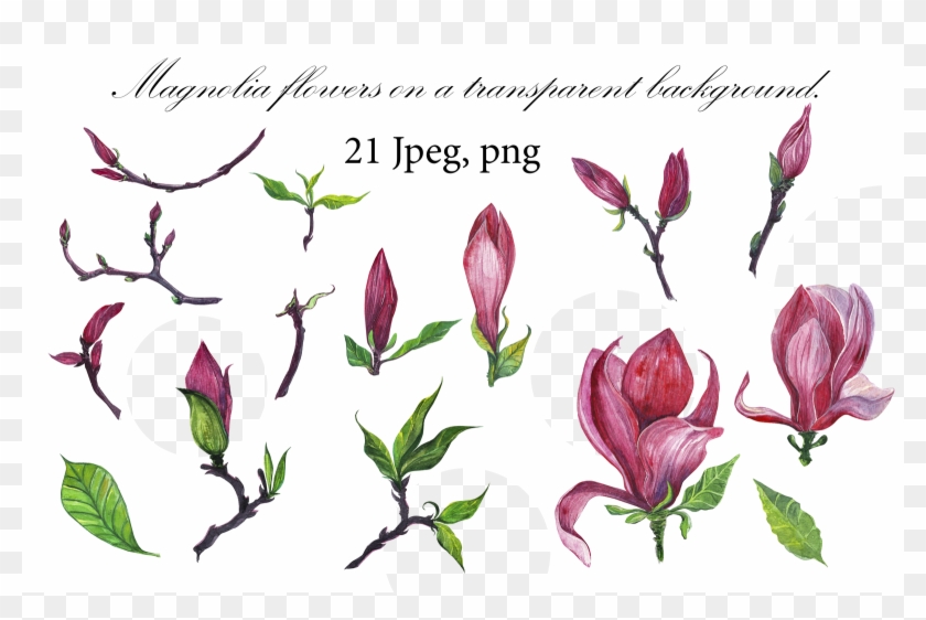 Id 40488 In Illustrations 1 - Tulip Clipart