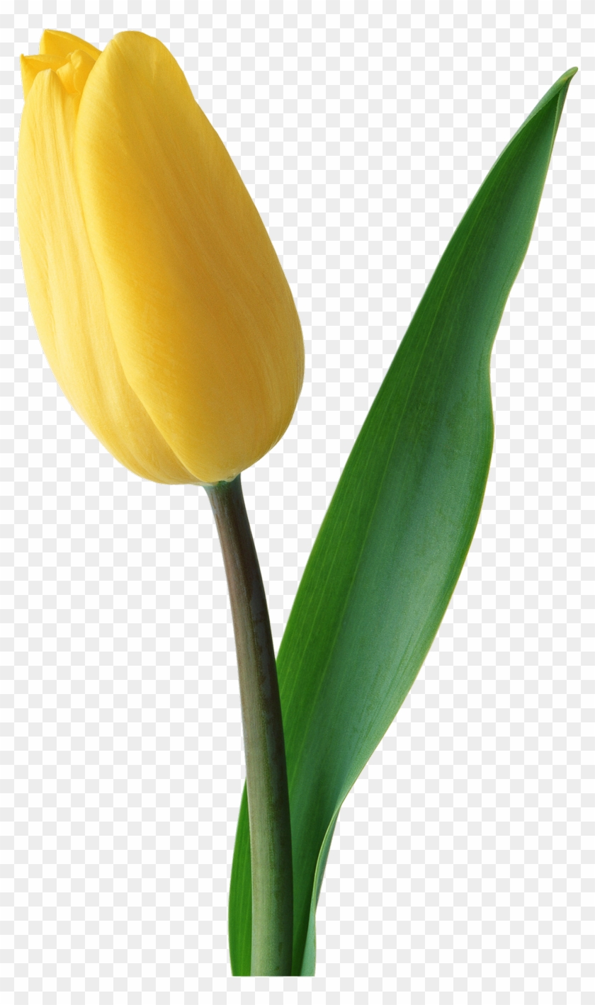Tulip - Single Red Tulip Flower Download Clipart #2885881