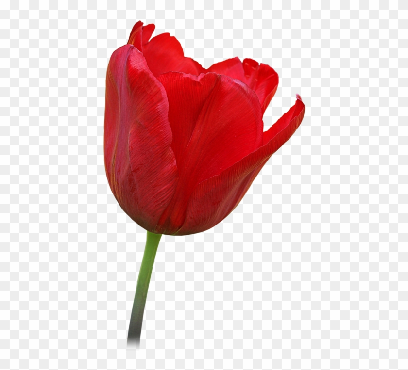 Click And Drag To Re-position The Image, If Desired - Transparent Red Tulip Clipart