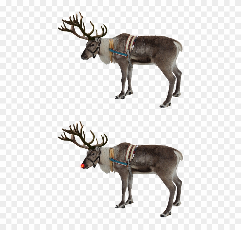 Reindeer, Red Nose, Rudolph, Isolated, Christmas - Santa Claus Deer Png Clipart