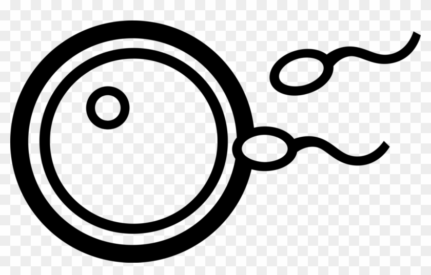 Vector Illustration Of Human Reproduction Sperm Fertilizing - Sperm And Egg Illustration Clipart #2889268