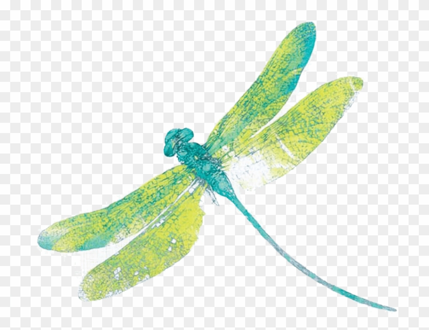 Download Dragonfly Png Free Download For Designing - Clip Art Transparent Background Dragonfly #2889545