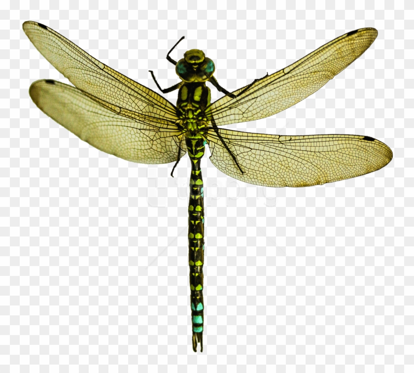 Free Png Download Dragonfly Png Images Background Png - Dragon Fly Images Png Clipart