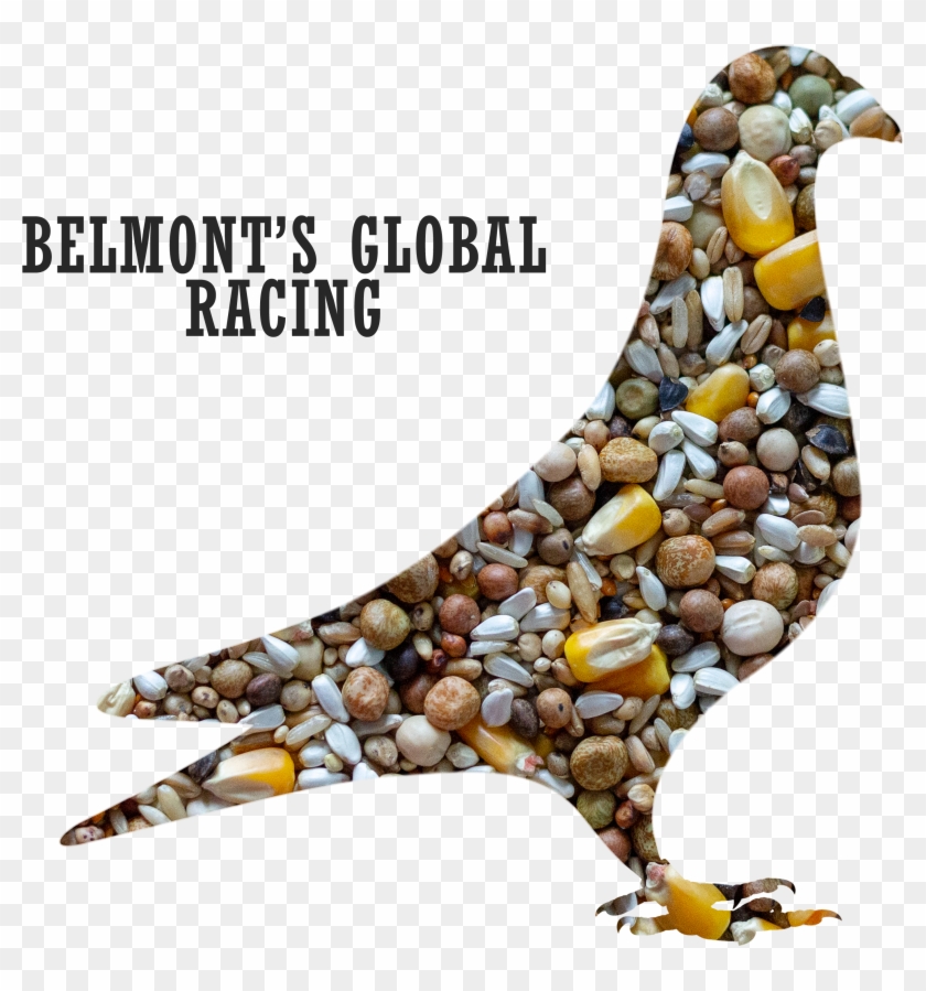 Belmont S Global Racing 1 - Chicken Clipart #2890115