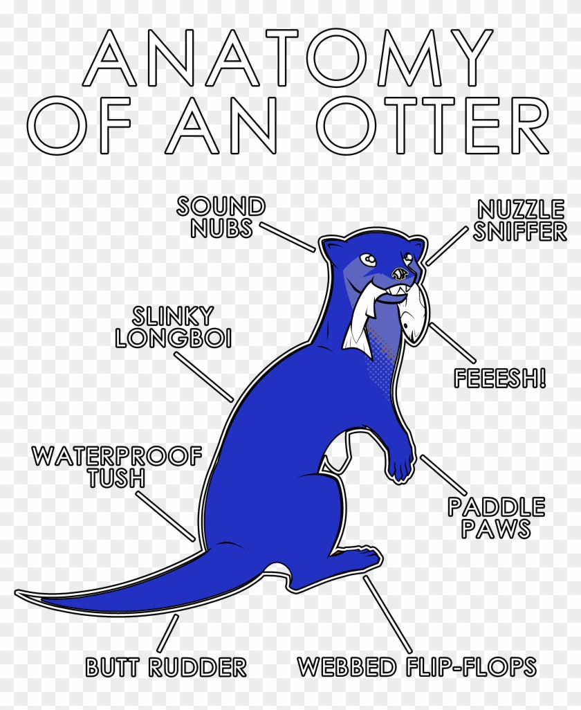Anatomy Of An Otter - Illustration Clipart #2891009