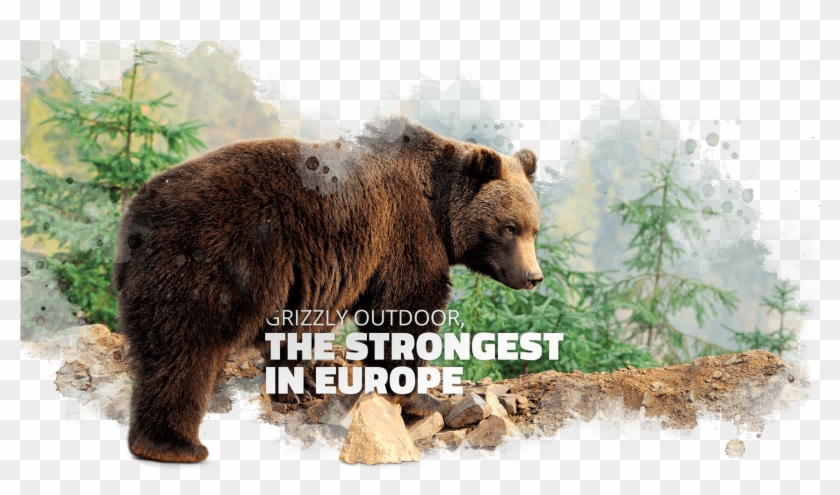 Powerful By Nature - Grizzly Bear Clipart #2891406