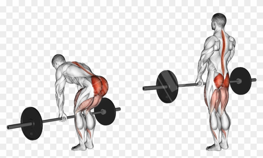 Romanian Deadlift Vs Stiff Legged Reddit Clipart #2892366