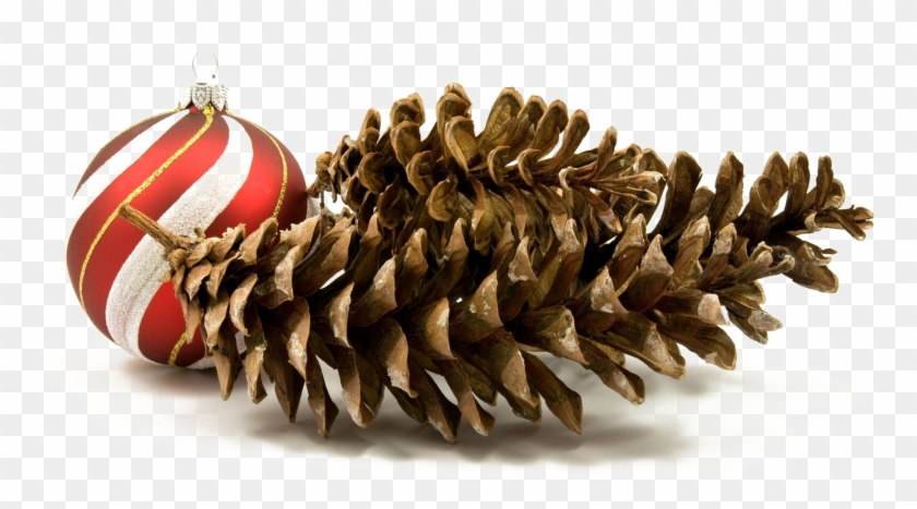 Holiday Pine Cone Png Hd Quality - Christmas Pine Cone Png Clipart