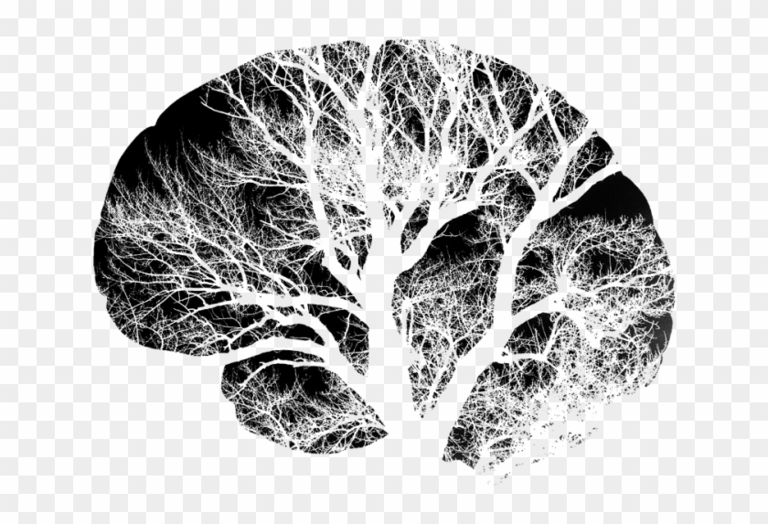 Pin Brain Clipart Png - Black And White Brains Transparent Png