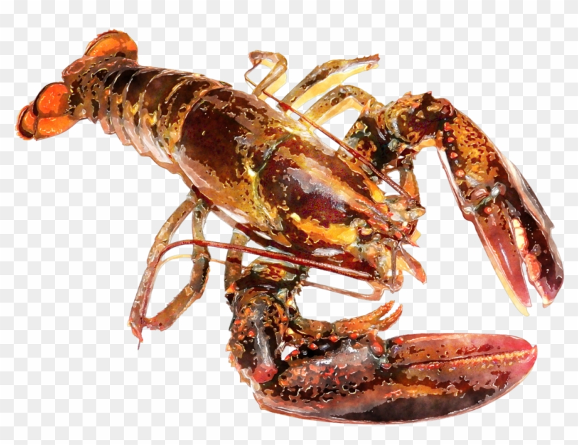 Download Lobster Animals Png Transparent Images Transparent - Lobster Watercolor Clipart