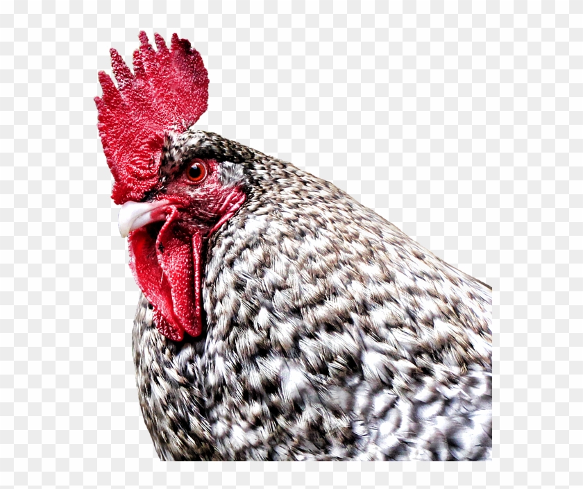 Gockel, Hahn, Hen, Dangerous, Farm, Poultry, Bird - Rooster Clipart