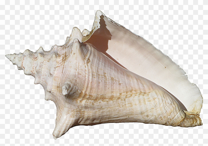 Conch Shell , Png Download - Conch Shell Clipart