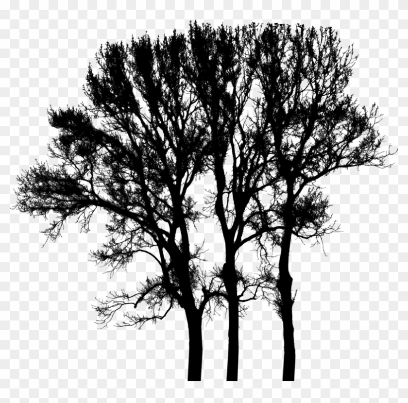 Silhouette Black & White - Oak Clipart