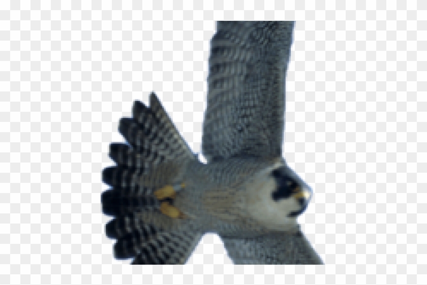 Falcon Png Transparent Images - Portable Network Graphics Clipart