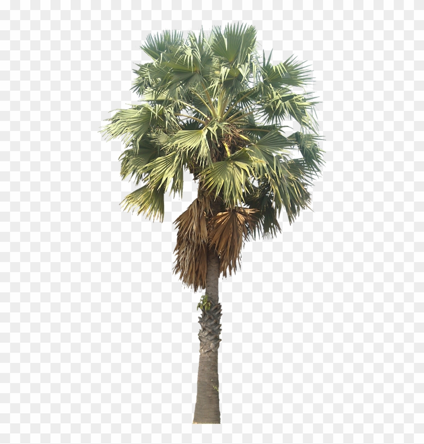Arbre Png, Palm Tree Png, Landscape Sketch, Tree Cut - Borassus Flabellifer Png Clipart #290240