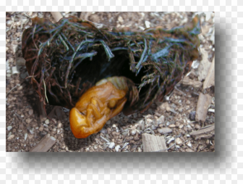 At Pupation, The Larva Will Leave The Tree And Form - Python Family Clipart