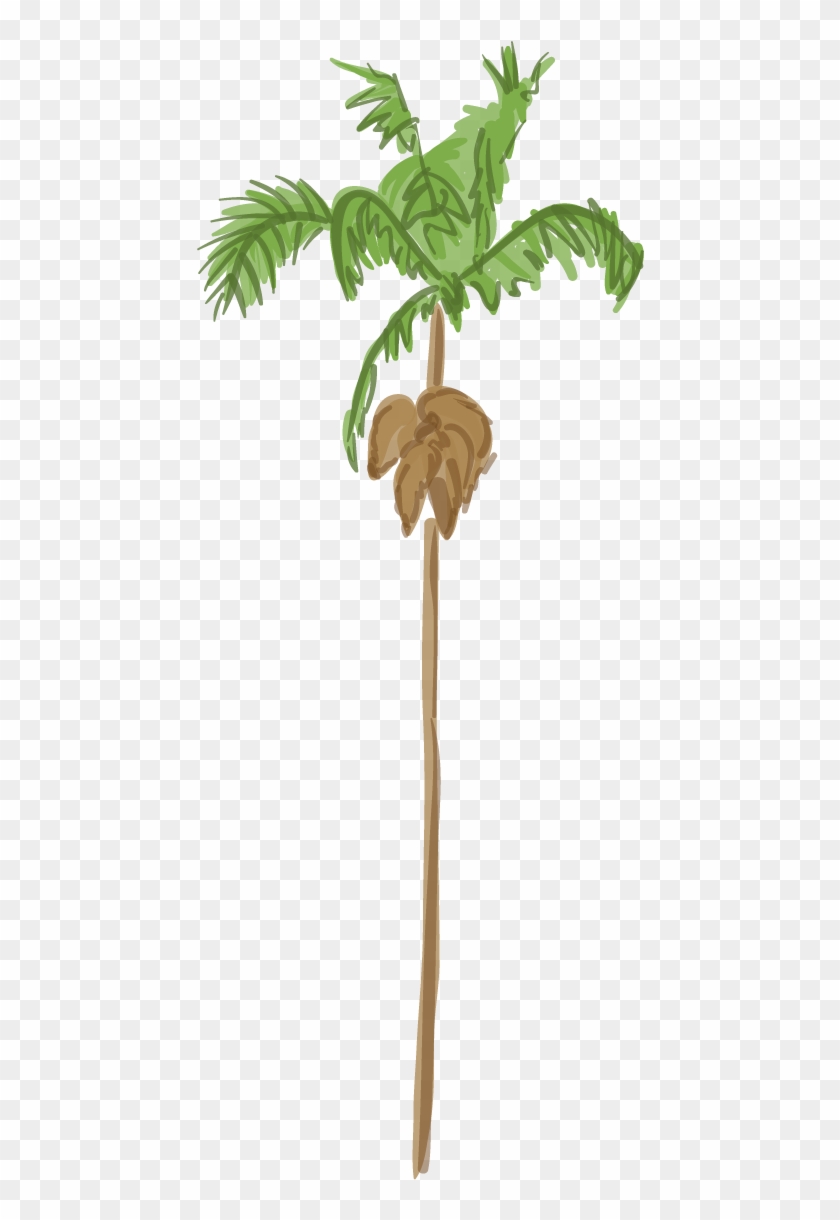 Canary Island Date Palm - Palm Tree Clipart