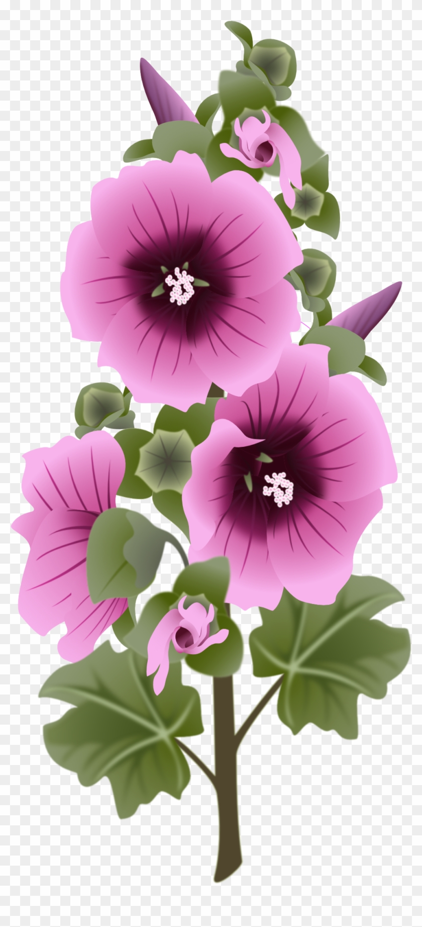 Hollyhock New - Tree Mallow Clipart #290869