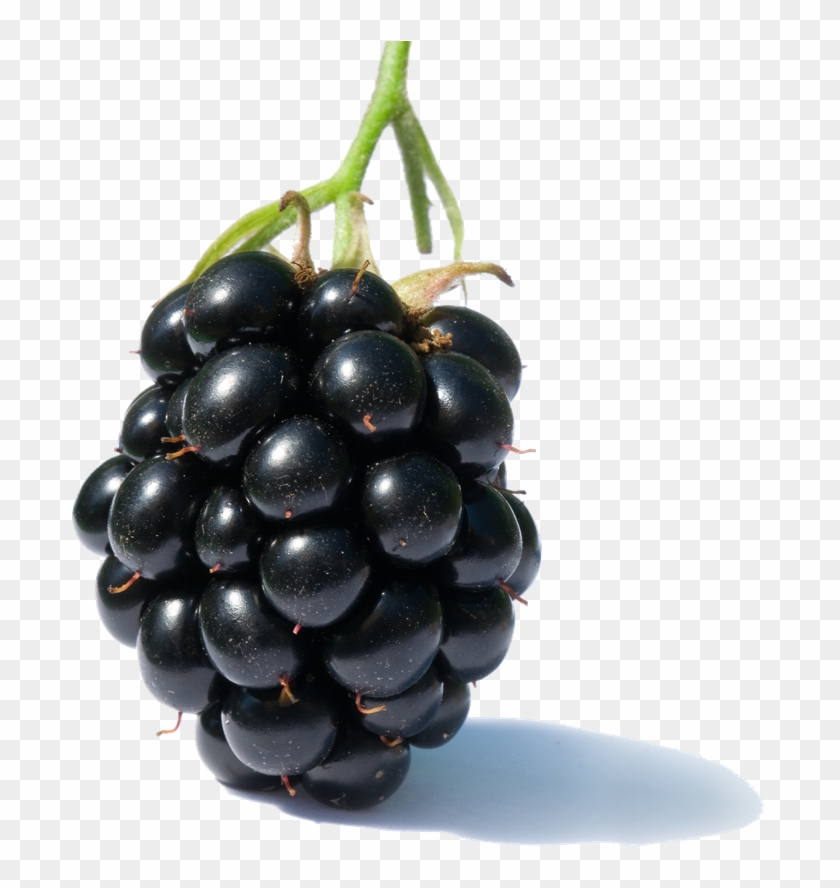 Blackberry Fruit Png Clipart - Blackberry Fruit Transparent Png #291028