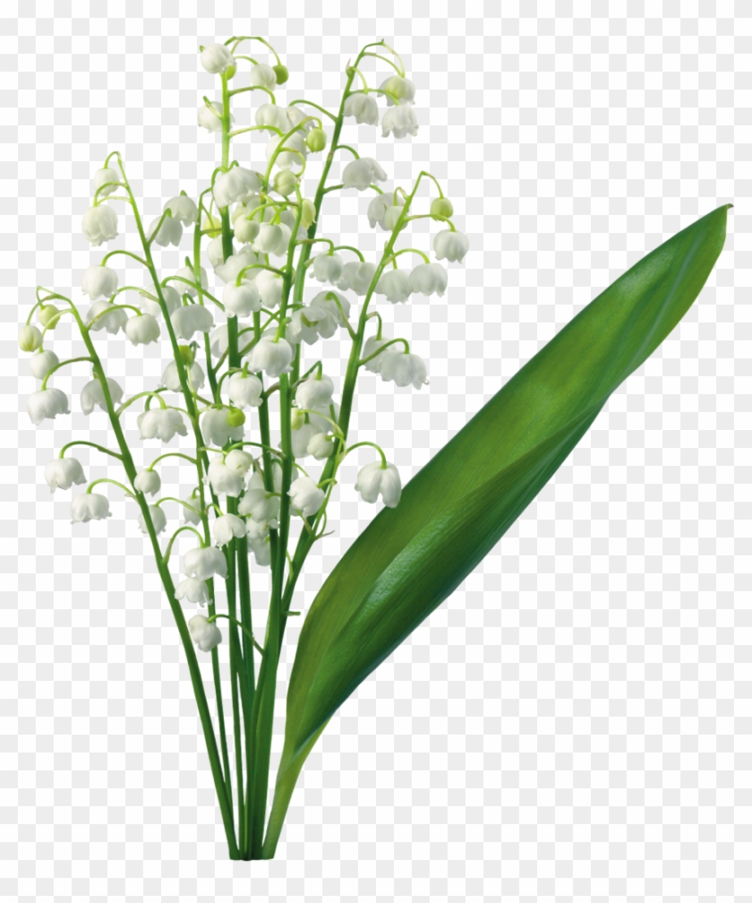 Transparent Gallery Yopriceville High Is Available - Lily Of The Valley Png Clipart
