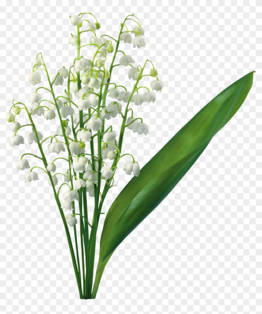 Transparent Gallery Yopriceville High Is Available - Lily Of The Valley Png Clipart #291257