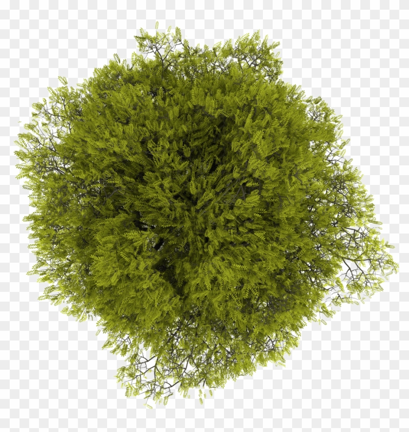 Tree Plan Png Free Download Clipart