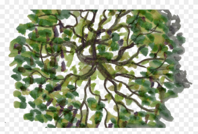 Png Tree Plan - Top View Tree Png Clipart