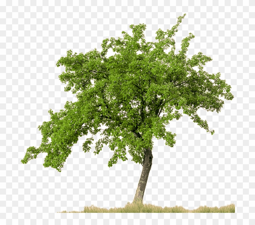 Trees Plan Png - Tree With White Background Clipart #292097