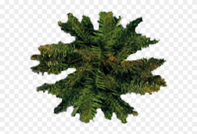 Tree Plan - Shortleaf Black Spruce Clipart #292160