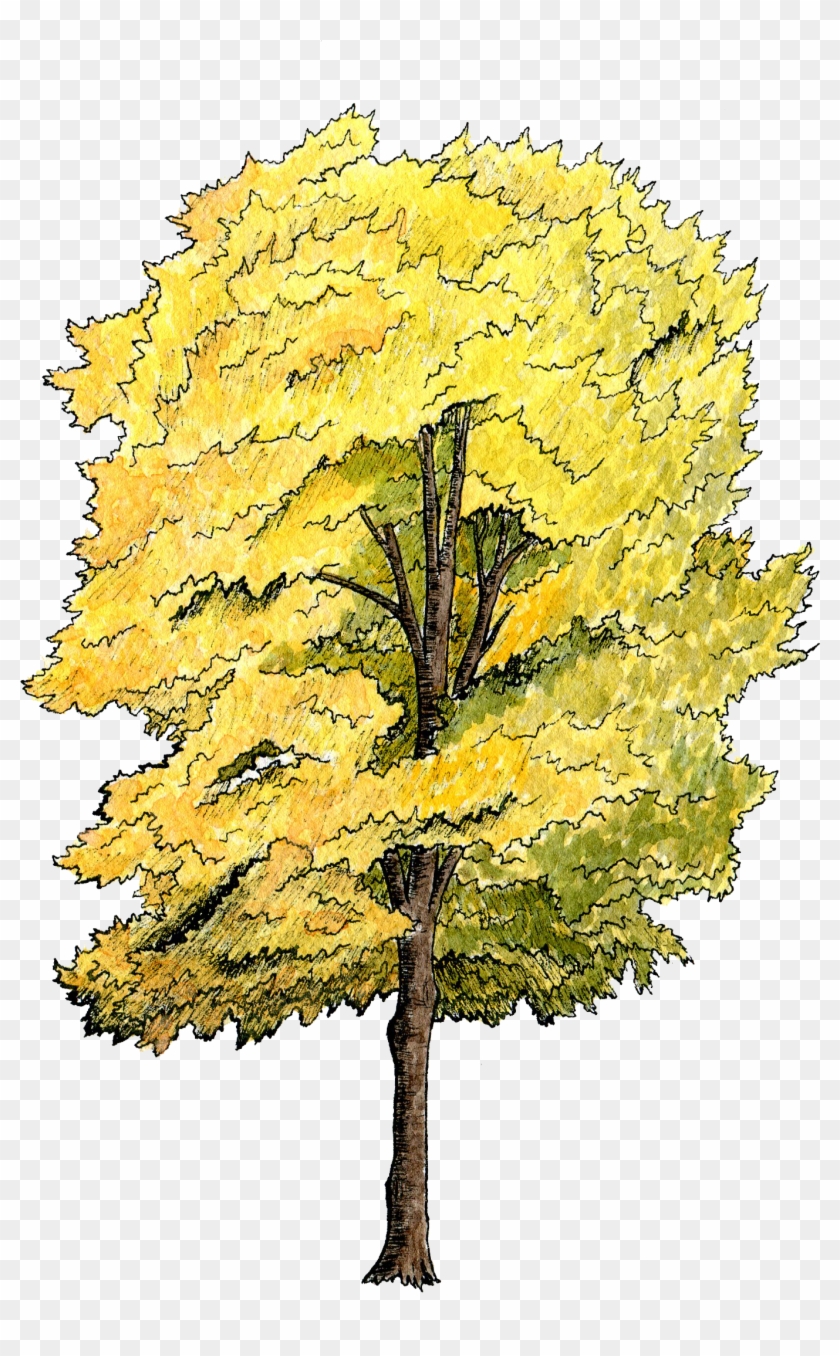 Canopy Section - Tree Plan Water Color Clipart #292326