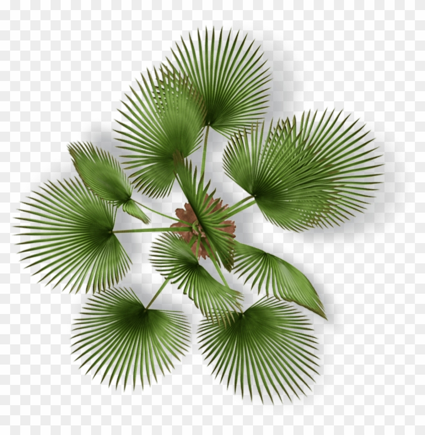 Measuring Needs - Plante Plan Png Clipart #292357
