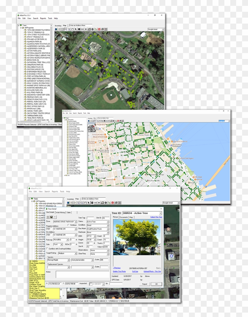 Tree Management Software - Plan Clipart #293079