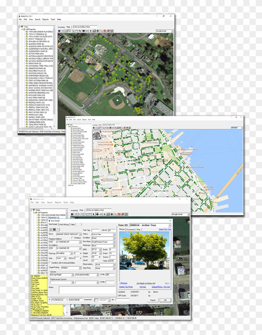 Tree Management Software - Plan Clipart