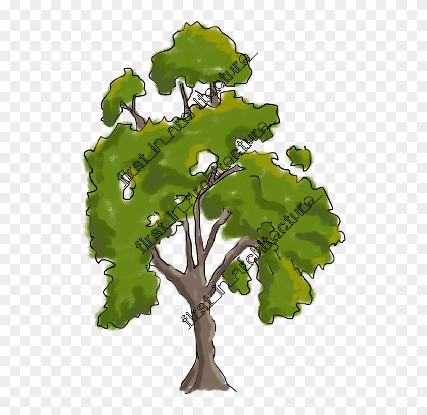 Tree Plan View Vector At Getdrawingscom Free For - Sketchy Trees For Photoshop Clipart