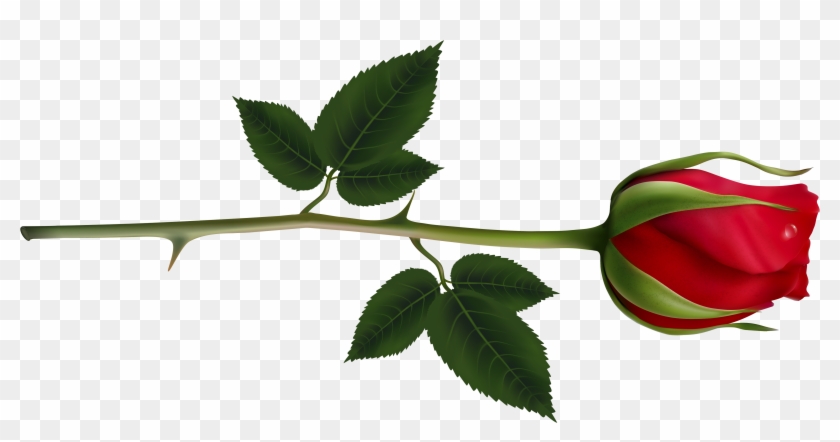 Rose Clipart Images And Pictures Download - Red Rose Bud Png Transparent Png #295150