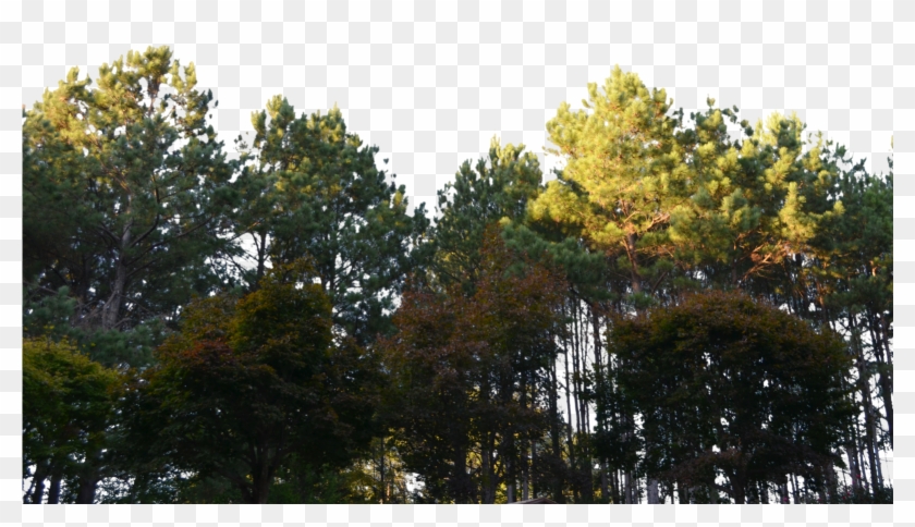 Forest Clipart Png File - Forest Png Transparent Png