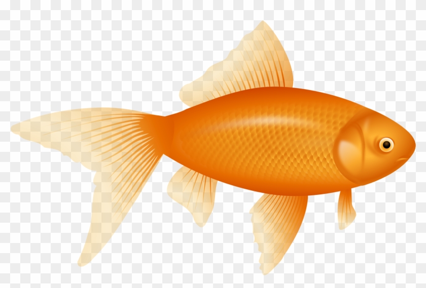 28 Collection Of Golden Fish Clipart - Fish Png Transparent Png