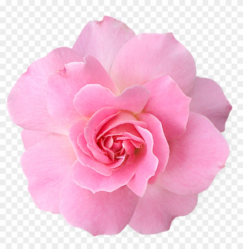 Pink Flowers Png Pic - Transparent Flower Pink Clipart #296556