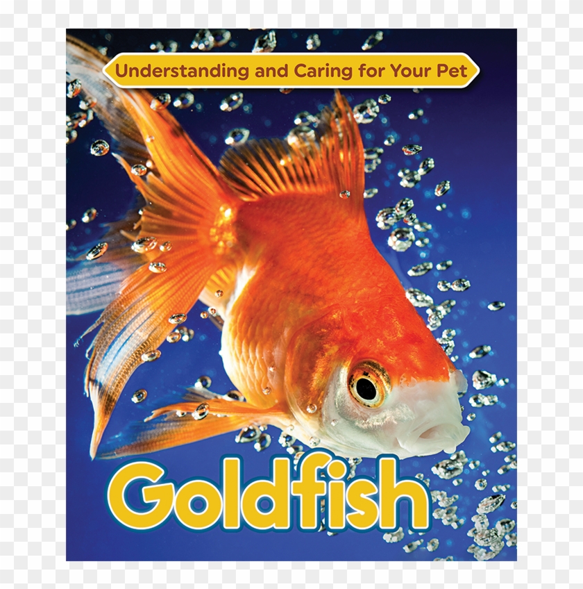 Stock Images Meme Goldfish Clipart #296557