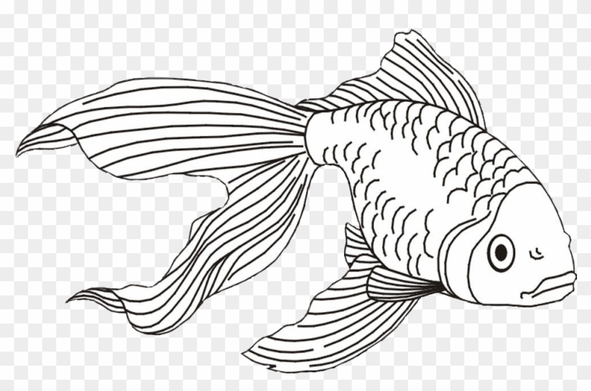 991 X 609 3 - Realistic Ocean Animals Drawing Clipart