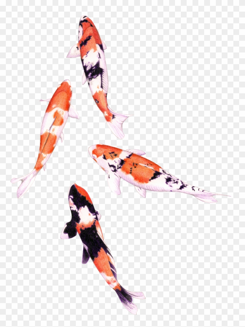 800 X 1068 10 - Koi Fish Clipart Watercolor - Png Download #297317