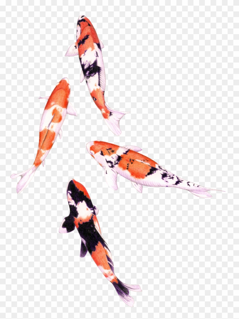 800 X 1068 10 - Koi Fish Clipart Watercolor - Png Download