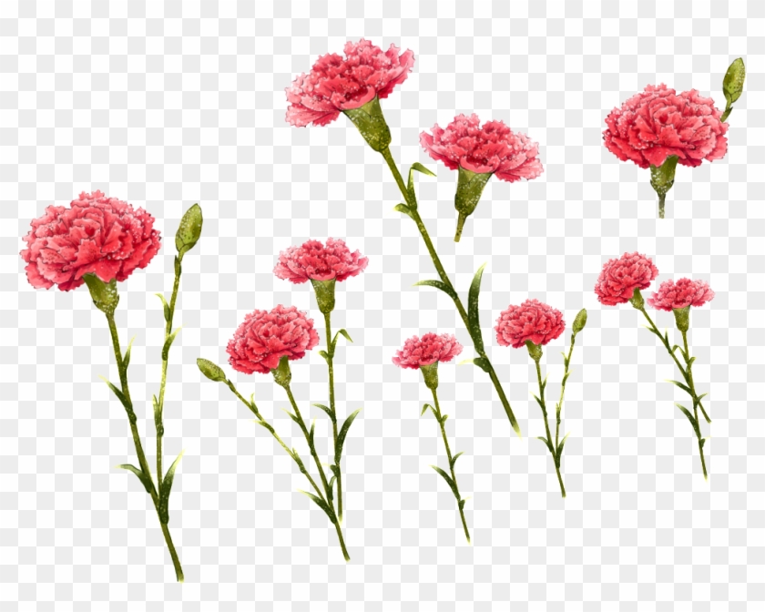 Hand Painted Pink Flowers Transparent Decorative - Carnation Flowers Illustration Png Clipart #297626