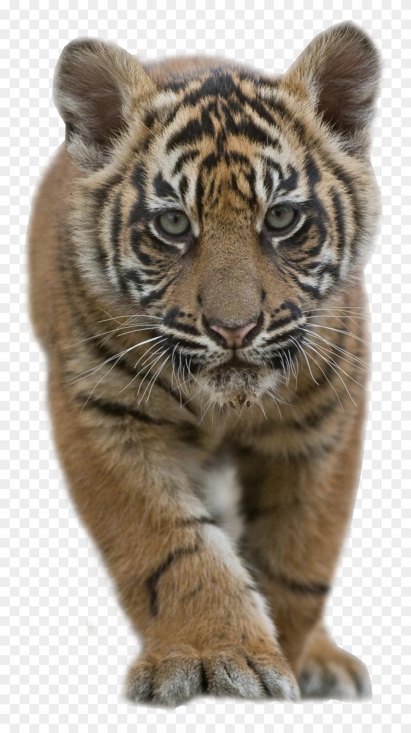 Tiger Cub Clipart